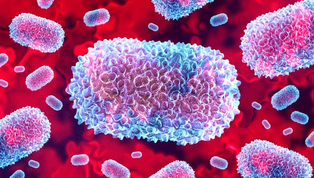 <p>Illustration of mpox virus </p>