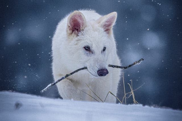 <p>Distinctive traits of the dire wolf include light, thick fur and muscular jaws</p>