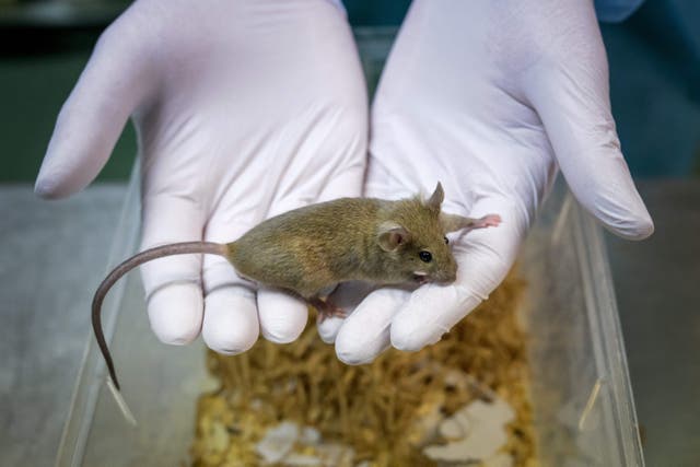<p>A zootechnician holds a laboratory mouse at the University of Geneva </p>