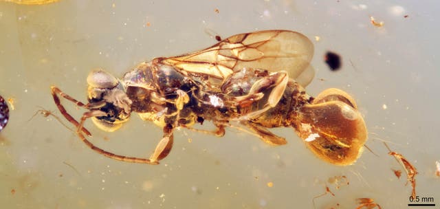 <p>An ancient wasp, preserved in amber from Myanmar, whose back end resembles a Venus flytrap plant</p>