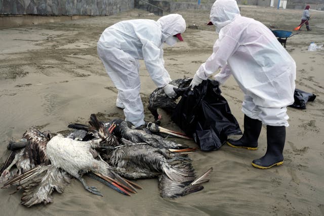 <p>The viruses that cause avian influenza are potential threats to global health</p>