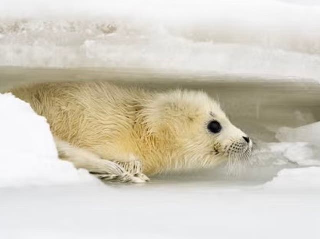 <p>Caspian seals have been listed as an endangered species since 2008. Researchers say climate change could further impact their survival and their Caspian Sea home</p>