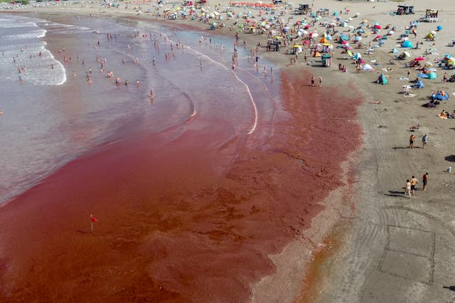 <p>Scientists say they’ve made a discovery that could help forecast the blood-colored red tide events, The algae blooms can be both harmful and expensive to deal with</p>