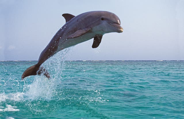 <p>Researchers say a phytoplankton bloom was response for the deaths of dozens of Florida’s bottlenose dolphins in 2013. The bloom was driven by human activity</p>