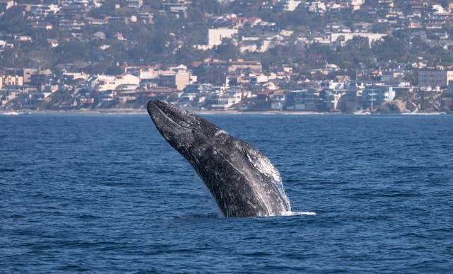 <p>Gray whales are dying in Pacific waters again this year. Their deaths could be tied to impacts from climate change, scientists say</p>