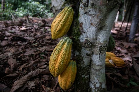 <p>Cocoa pods hang on a tree in Divo, Ivory Coast</p>